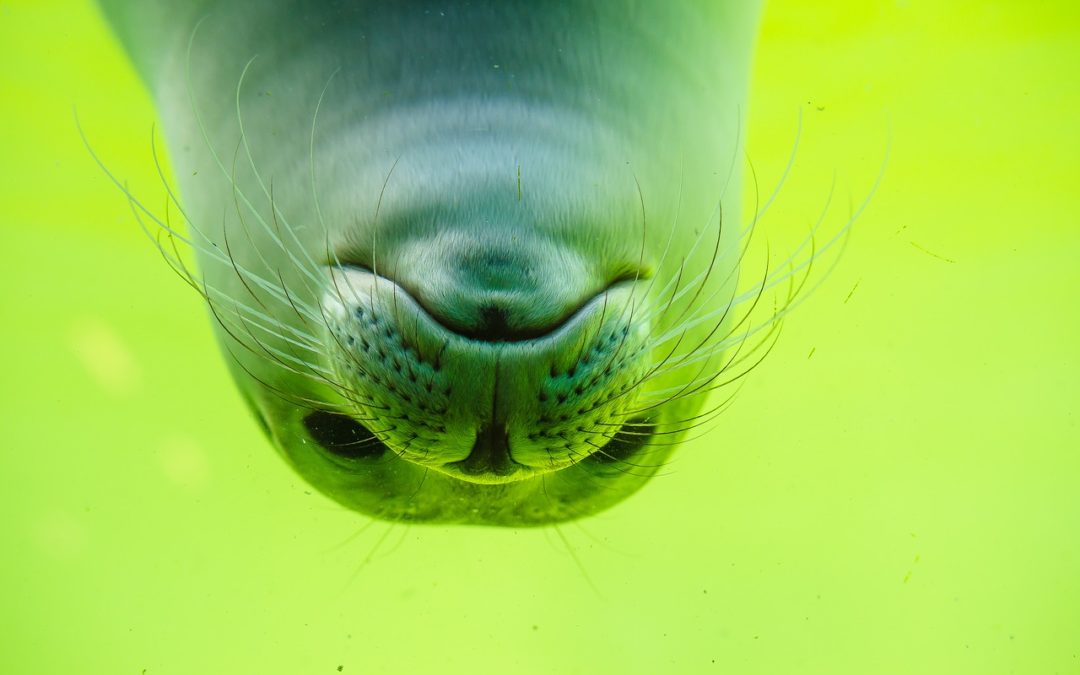 Volontariato in Danimarca in un centro di biologia marina